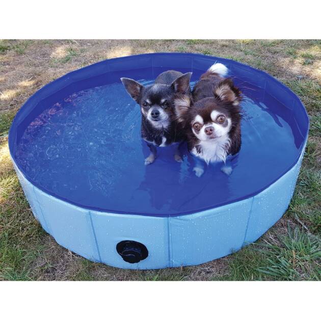 Piscine pour chien