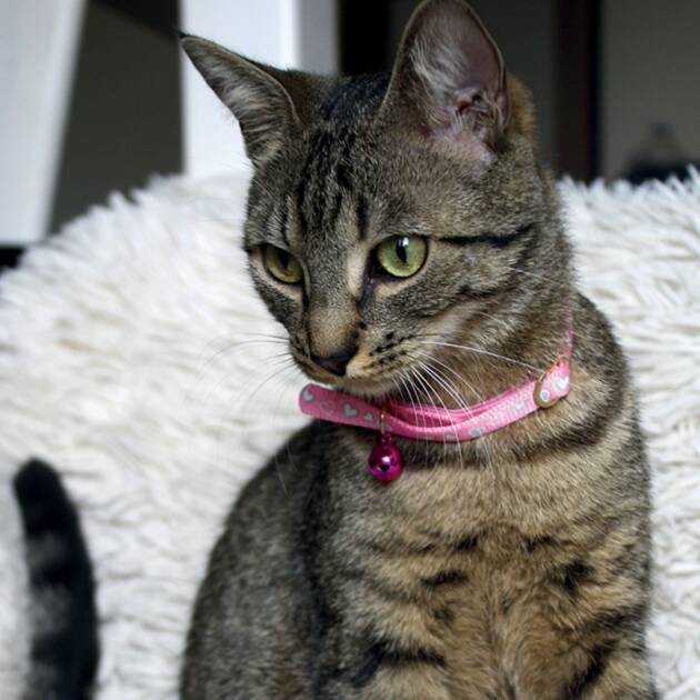 Collier chat - Réflectif