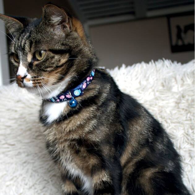 Collier chat - Poisson - Bleu