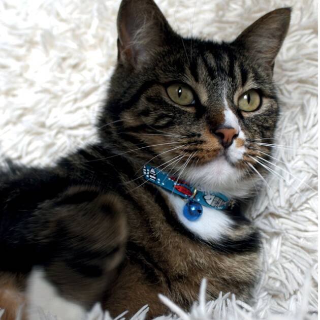 Collier chat Sardine