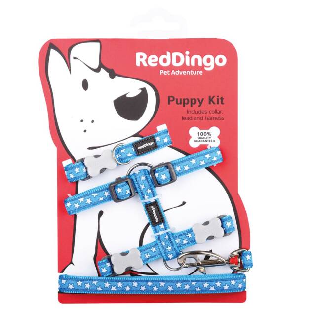 Red Dingo - Pack Chiot