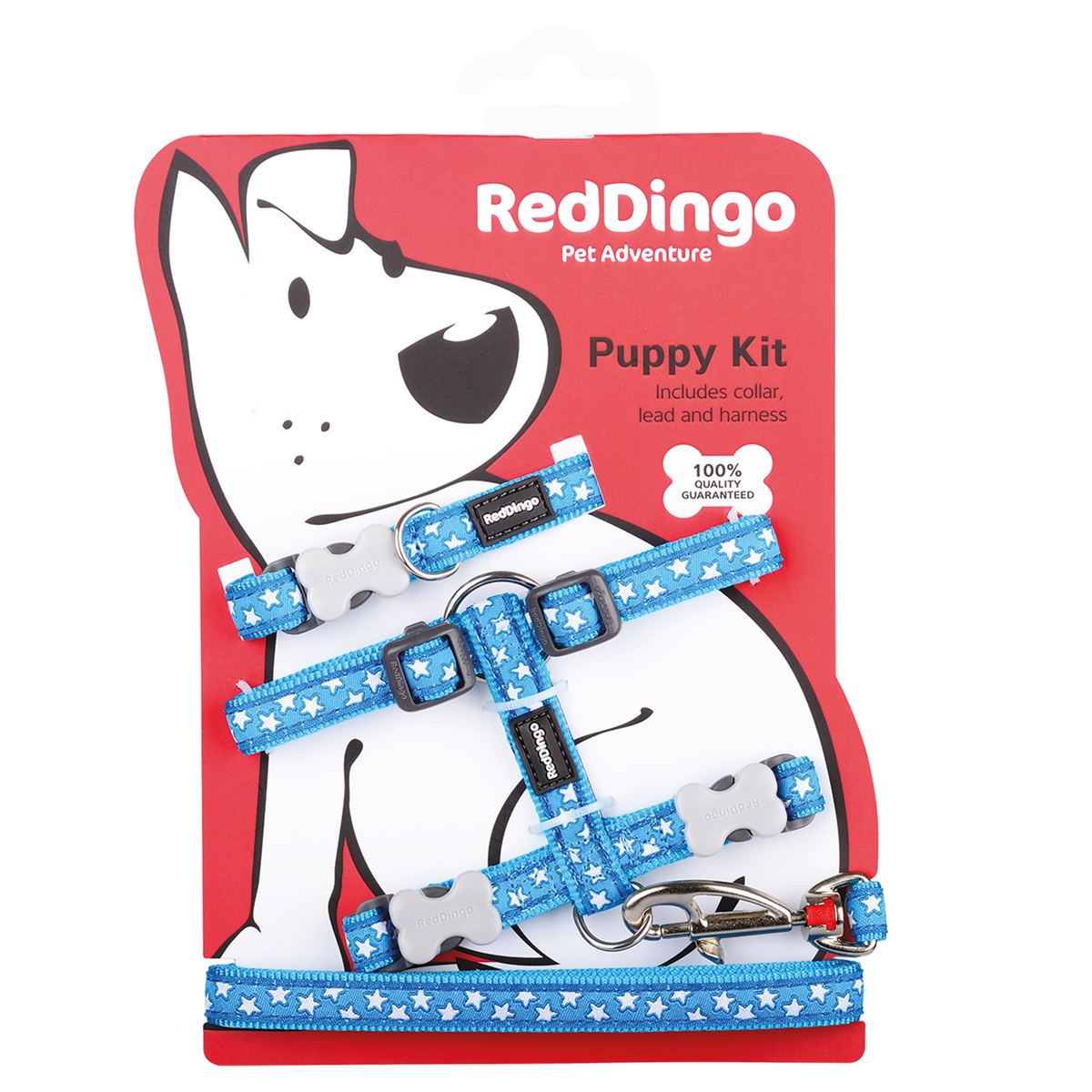 Red Dingo - Pack Chiot
