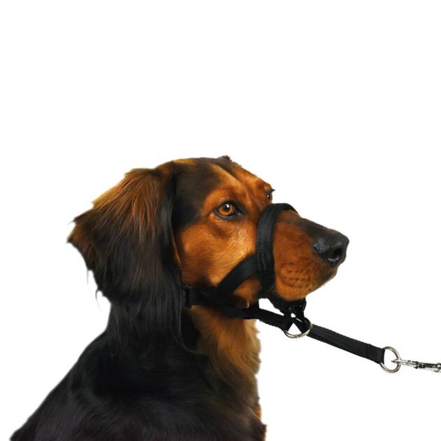 Doogy - Licols Doogy