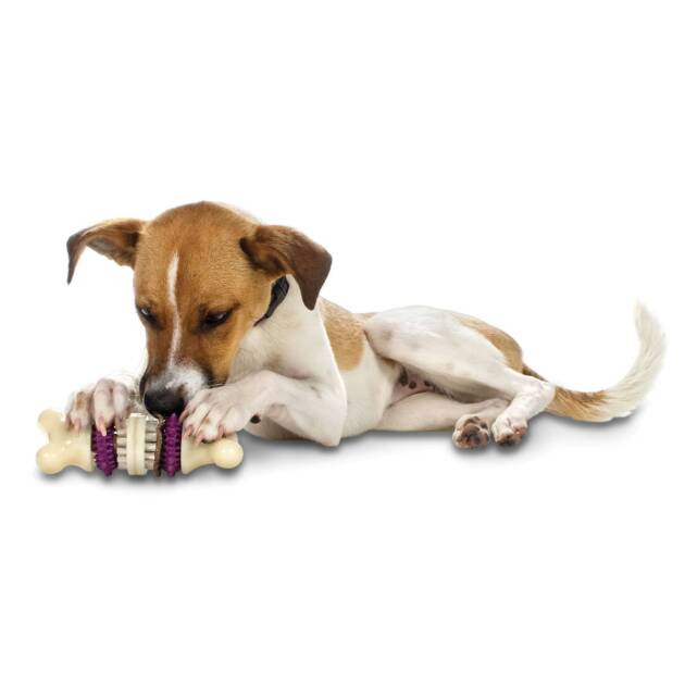 Busy Buddy - Bristle Bone