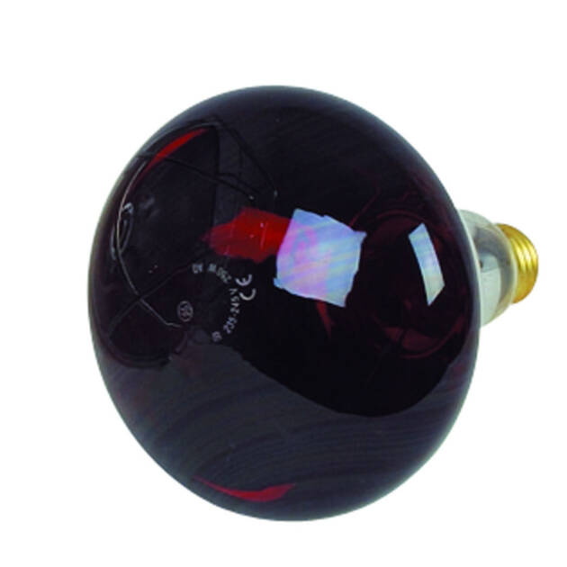 Ampoule 250 Watt
