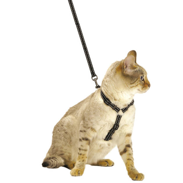 Pack harnais/laisse Chat Safe - Noir